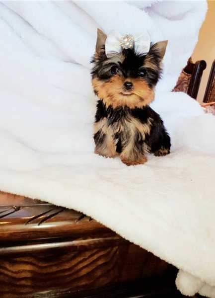 cute Yorkie puppies for good home.