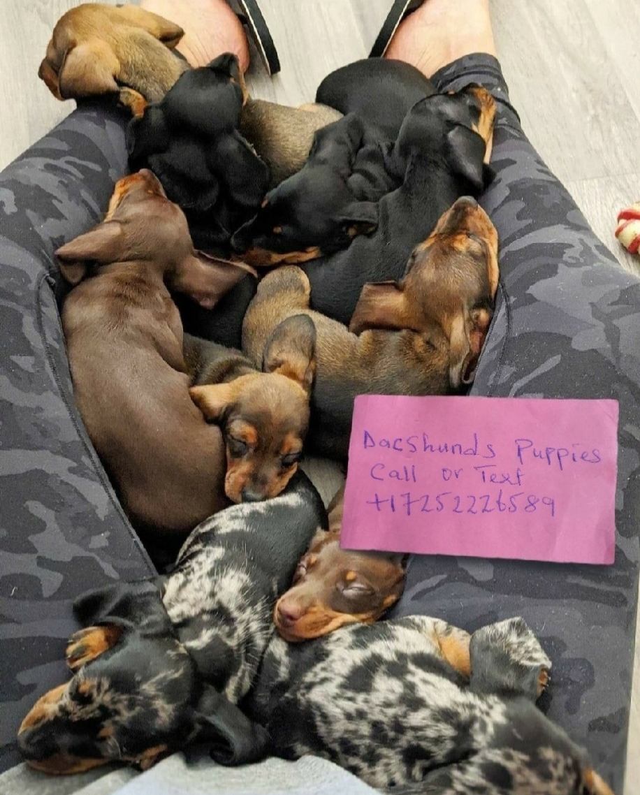 Dachshunds puppies