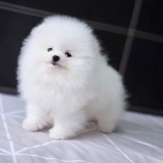 Pomeranian puppies available for sale