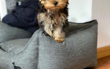 Gorgeous Teacup Yorkie puppies,