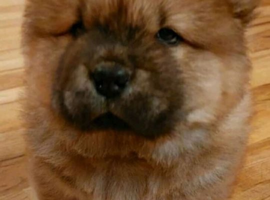 chow chow