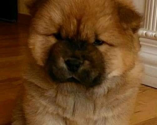 chow chow