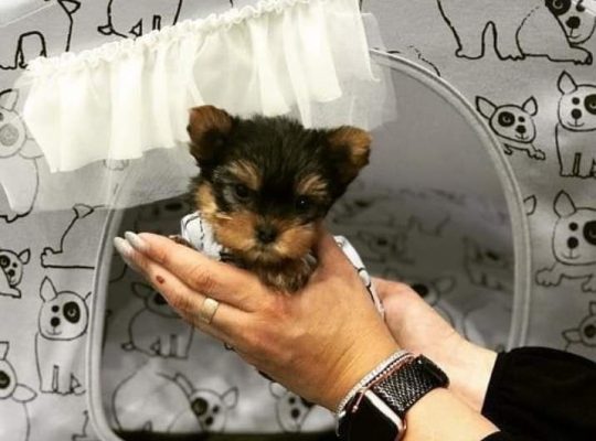 Teacup Yorkie Puppies