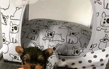 Teacup Yorkie Puppies