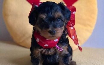 Home Raise Teacup Yorkie Puppies For Adoption