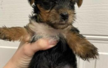 Yorkie puppy