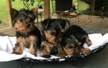 Available Yorkie Puppies For Re